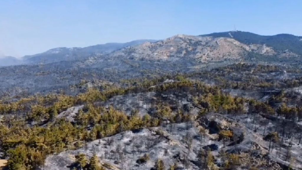 Φωτιά στην Κάρυστο: Νεκρά ζώα και μαύρο παντού – Μεγάλη καταστροφή