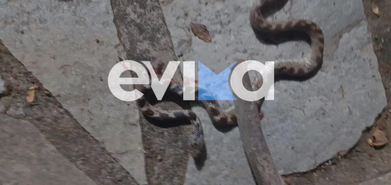 Σκύρος: Συναγερμός για φίδι σε αυλή σπιτιού