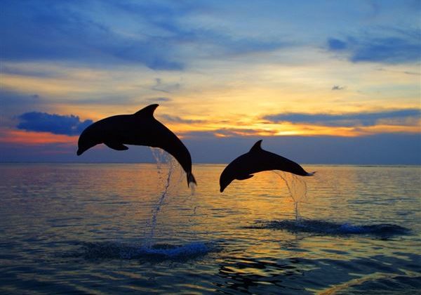 Υπερθέαμα από δελφίνια που έπαιζαν δίπλα στο πλοίο