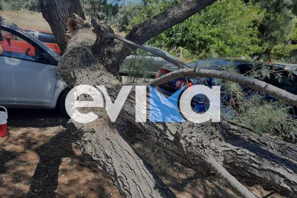 Συναγερμός σε παραλία της Εύβοιας: Έπεσε κομμάτι από δέντρο δίπλα σε λουόμενους (pics)