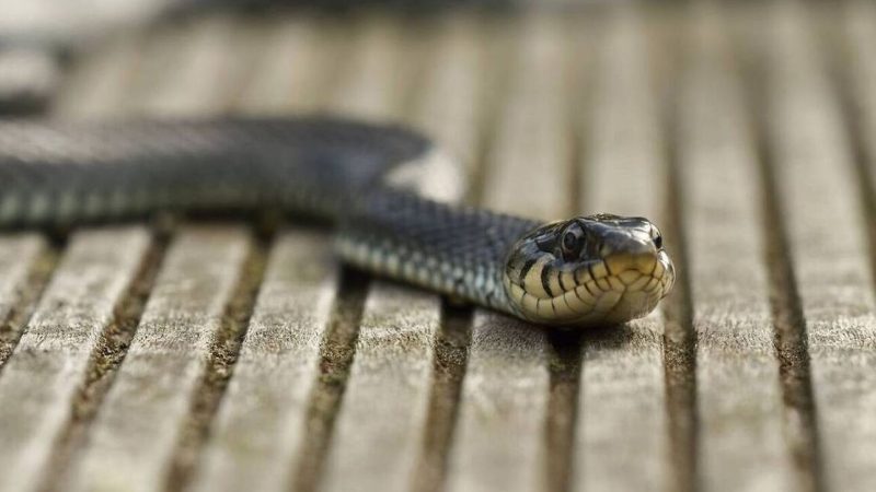 Πανικός με φίδι στη Χαλκίδα – Προκάλεσε χάος στην Αβάντων