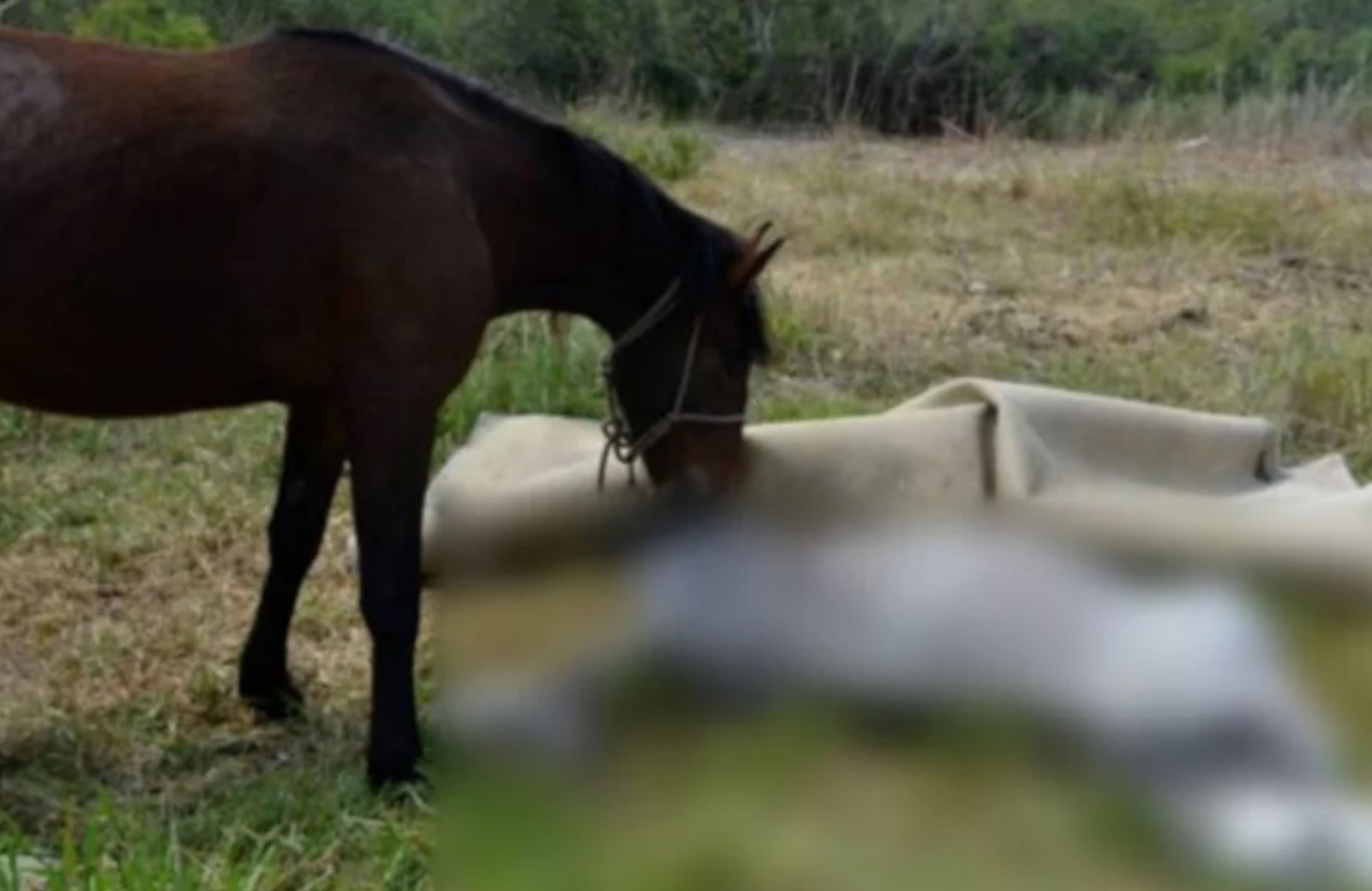 Κακοποίηση ζώου: Άλογο πνίγηκε από το σχοινί που ήταν δεμένο – Συνελήφθη ο ιδιοκτήτης