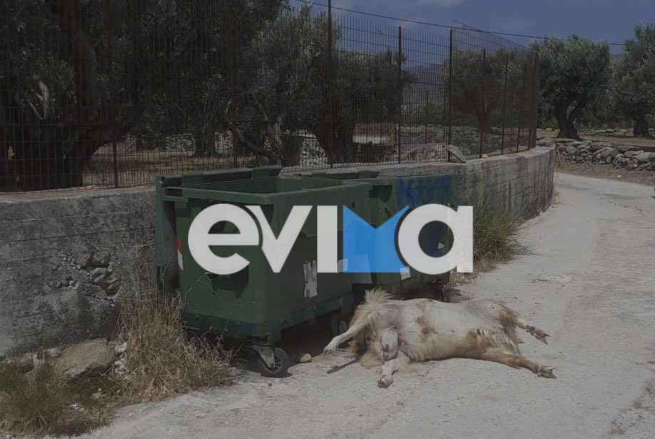 Εύβοια: Νέα κτηνωδία – Πέταξαν νεκρό ζώο στα σκουπίδια