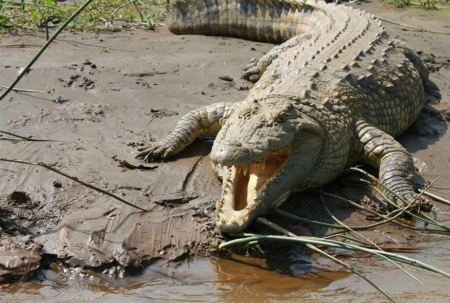 Ρόδος: Συναγερμός από καταγγελίες ότι εθεάθη κροκόδειλος να κόβει βόλτες σε ποτάμι – Τι λένε οι ερπετολόγοι