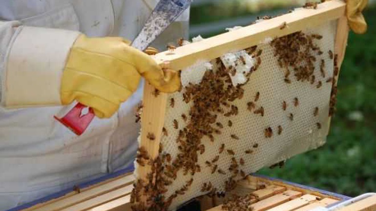 Εύβοια: «Καμπανάκι» του Δασαρχείου Χαλκίδας στους μελισσοκόμους – Τι τους ζητά