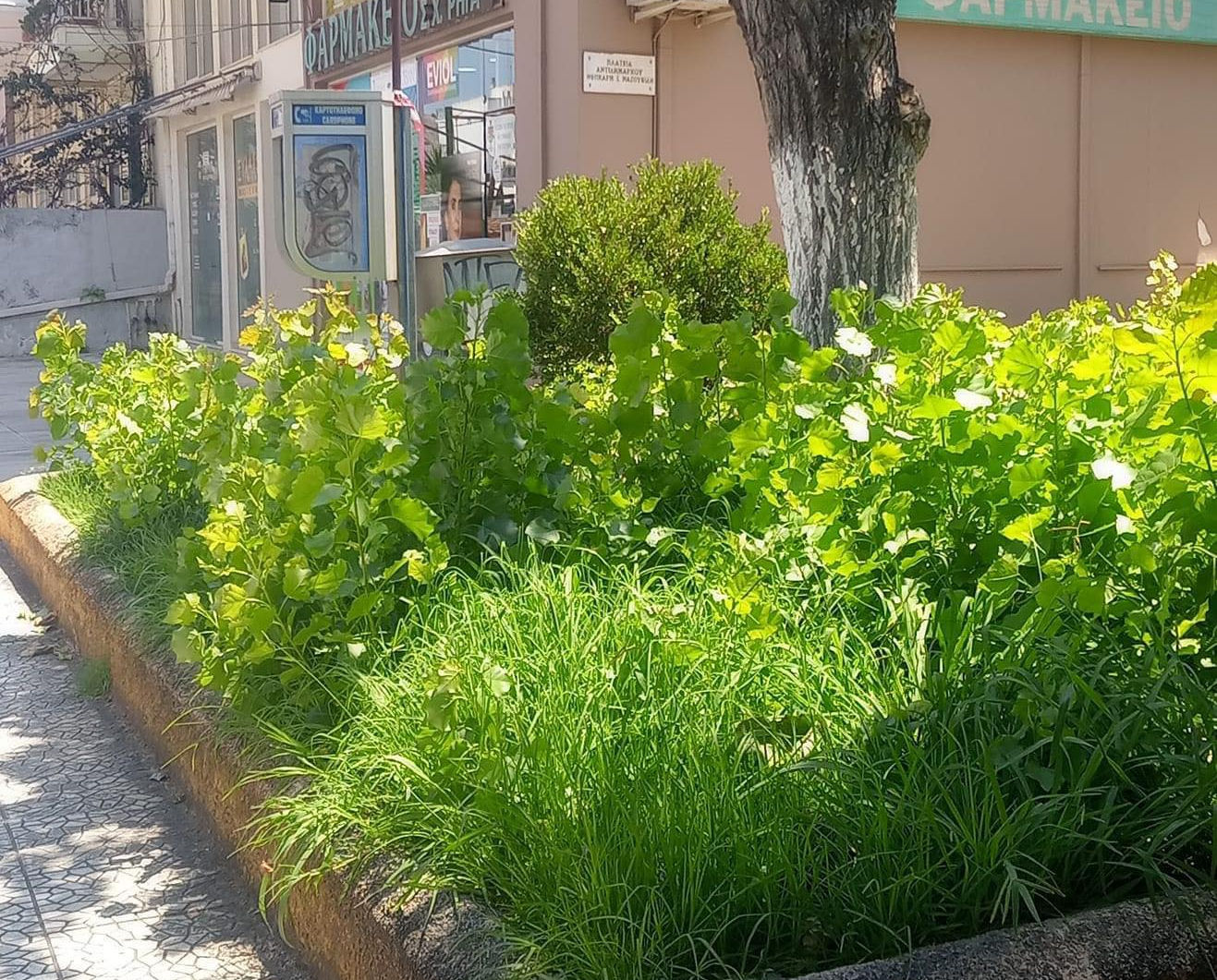 Καταγγέλλουν αδιαφορία του δήμου Χαλκιδέων: «Υπάρχουν μέχρι φίδια στα παρτέρια»