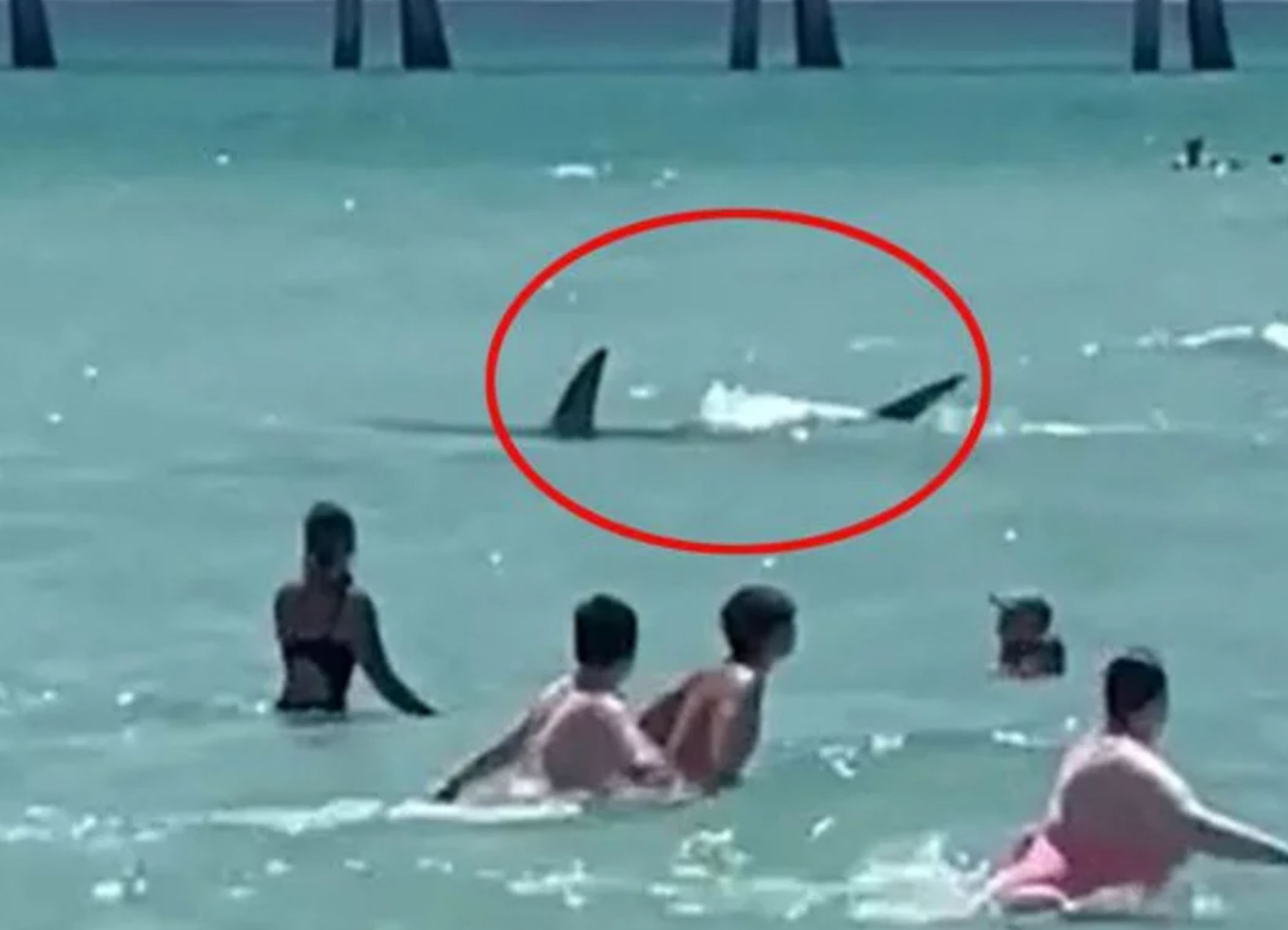 Καρχαρίας έσπειρε τον τρόμο σε κατάμεστη παραλία (video)
