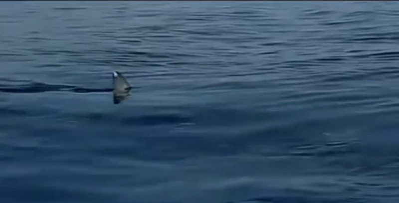 Πανικός με τις εμφανίσεις καρχαριών στις ελληνικές θάλασσες- Τι κάνουμε εάν τους πετύχουμε
