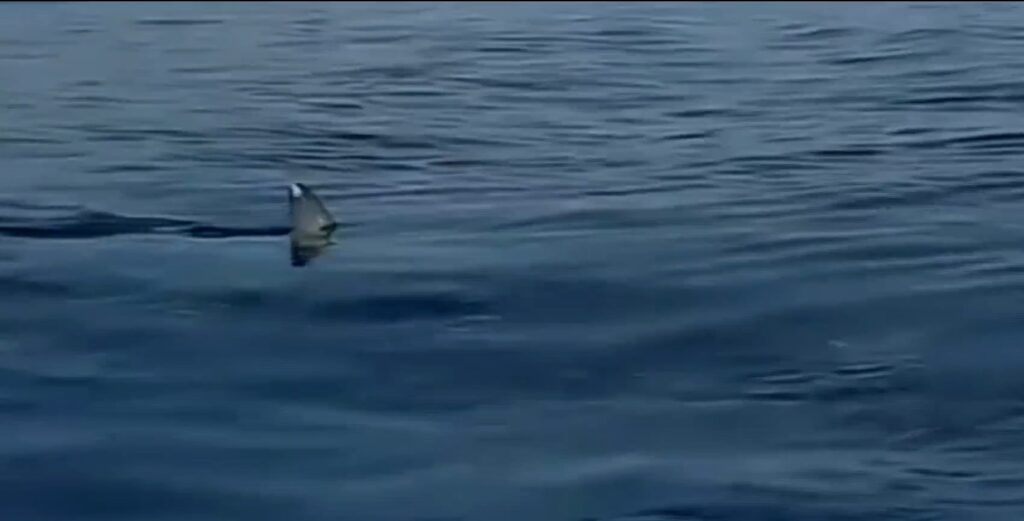 Καρχαρίας τριών μέτρων πέρασε δίπλα από σκάφος (vid)