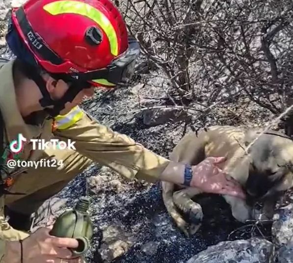 Συγκινητικό βίντεο: Η στιγμή που σκύλοι πίνουν νερό από τα χέρια πυροσβέστη στα Δερβενοχώρια