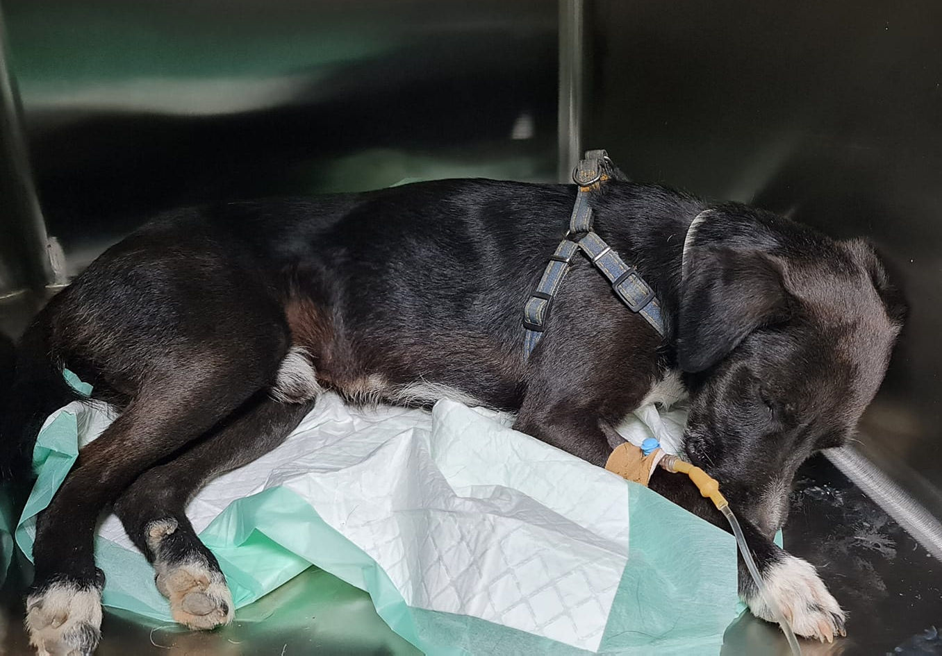 Νέο περιστατικό κτηνωδίας: Είχαν δέσει γεννητικά όργανα σκύλου με tie wrap -Σοκαριστικές εικόνες