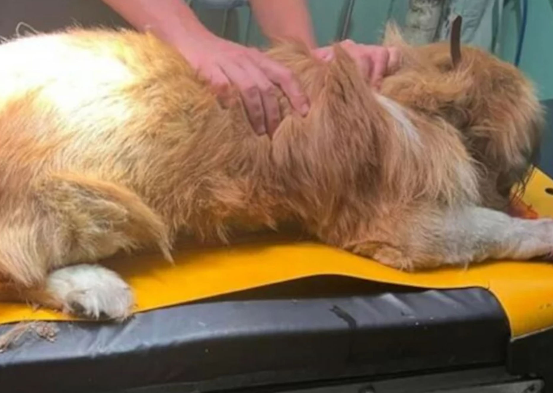 Οδηγός ταξί τραυμάτισε και εγκατέλειψε σκύλο – Συνελήφθη και «έφαγε» πρόστιμο 30.000 ευρώ