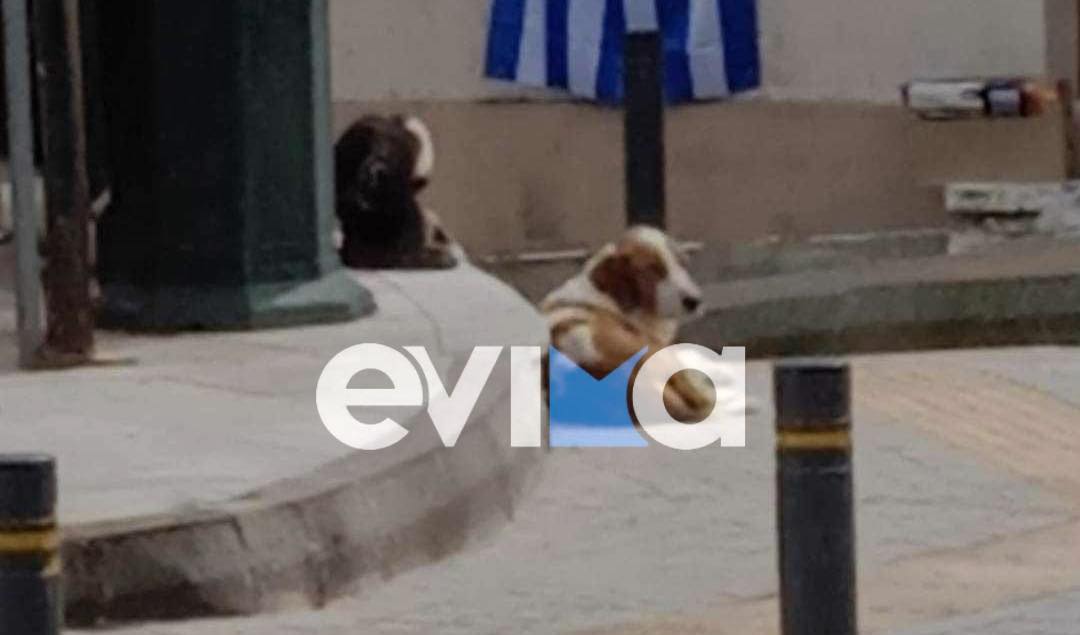 Εύβοια: Οργή για τον πυροβολισμό σε σκύλο – Ψάχνουν μέσω βίντεο τον δράστη