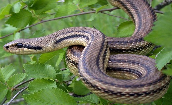 Εύβοια: Γιατί έχουν αυξηθεί τα φίδια – Τι να προσέξετε