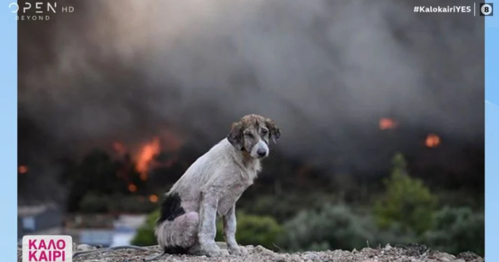 «Ο σκύλος ανάμεσα στις φλόγες»: Η φωτογραφία – σύμβολο της φρίκης της φωτιάς
