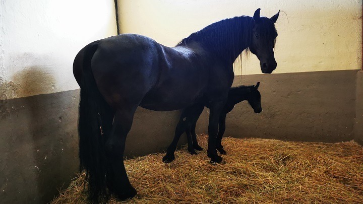 Καταγγελία για ιδιοκτήτη αλόγου: Το άφηνε δεμένο στον ήλιο