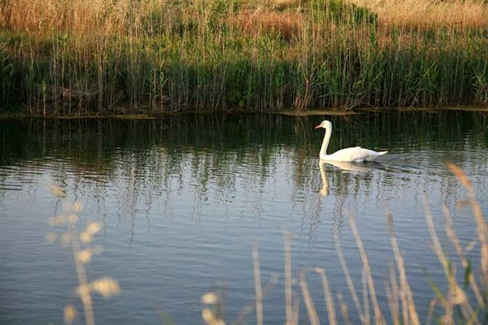 Εύβοια: Υδροβιότοπος στην Κάρυστο εκπέμπει SOS