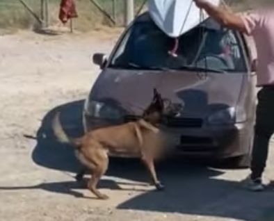 Zulu: Ο σκύλος της Ασφάλειας Χαλκίδας που εντόπισε κάνναβη στον κινητήρα αυτοκινήτου