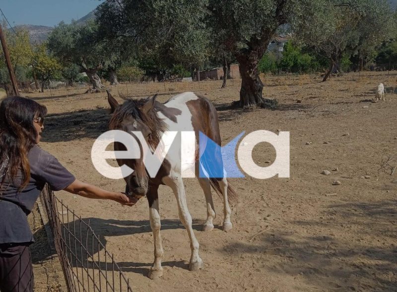 Εύβοια: Εγκλωβίστηκε άλογο σε κυπαρίσσια – Επιχείρηση απεγκλωβισμού από εθελοντές