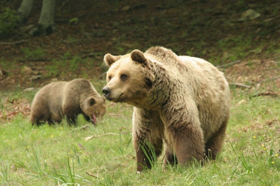 Μαμά αρκούδα στα Γιάννενα έψαχνε φαγητό στα σκουπίδια – Υπέροχο βίντεο