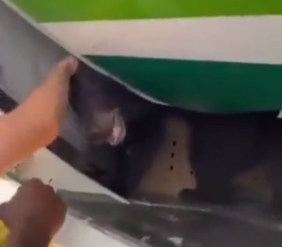 Χαμός στο αεροδρόμιο του Ντουμπάι: Αρκούδα το έσκασε από κλουβί σε αεροσκάφος (video)