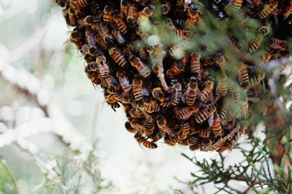 Χαλκίδα: Σμήνος μελισσών επιτέθηκαν σε 12χρονο αγόρι – Υπέστη αλλεργικό σοκ