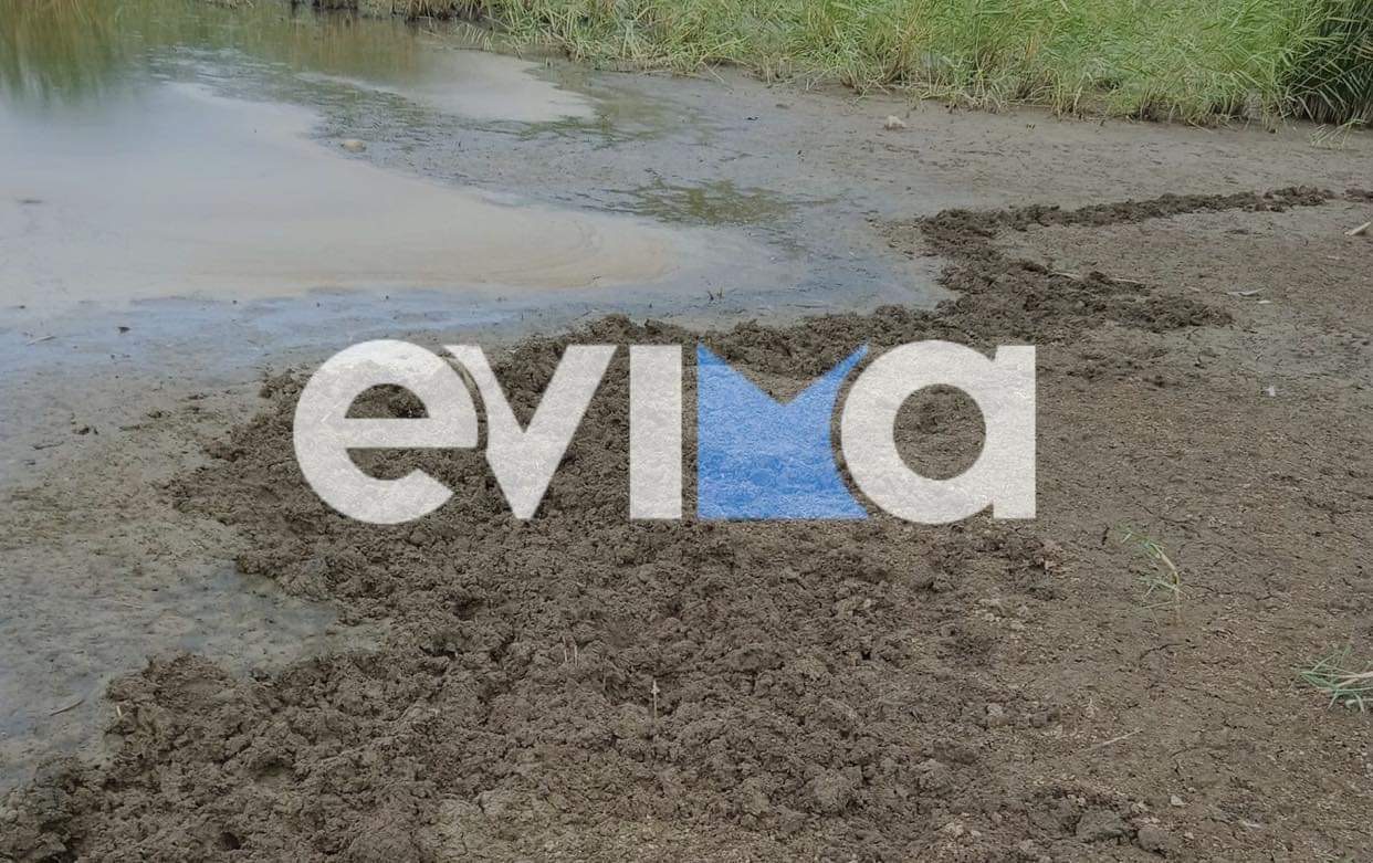 Σε ποια γνωστή λίμνη της Εύβοιας εμφανίστηκαν αγριογούρουνα – Τι λένε οι κάτοικοι