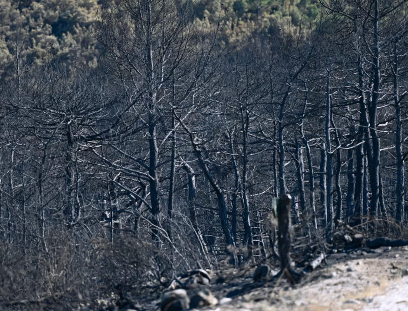 Φωτιά στον Έβρο: Απανθρακώθηκαν 18 μετανάστες στο δάσος της Δσδιάς