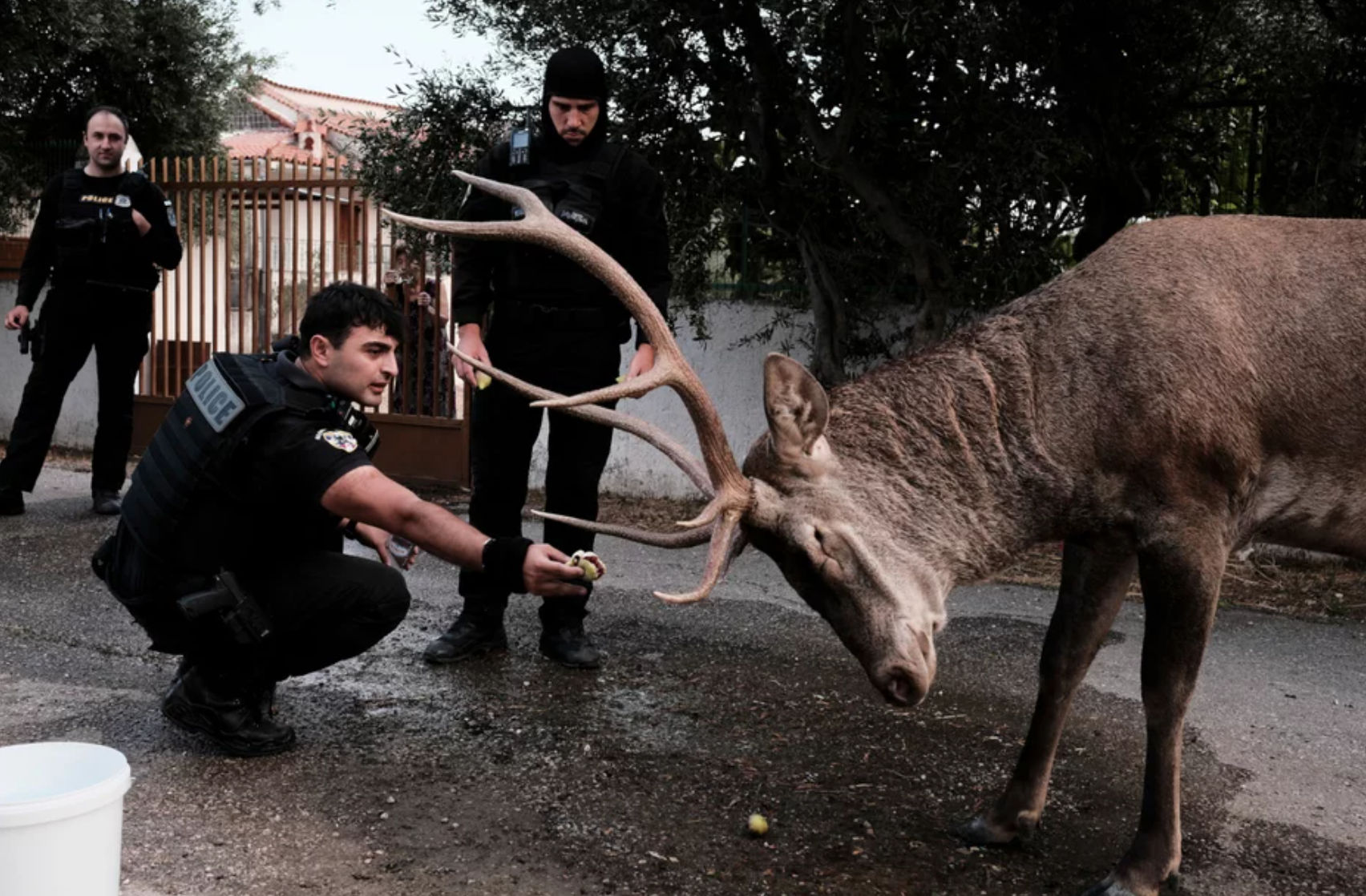 Ελάφι κατέβηκε στο Μενίδι λόγω της φωτιάς στη Πάρνηθα – Το τάισαν σύκα αστυνομικοί