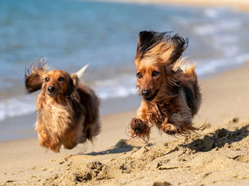 Εύβοια: Προβληματισμός για τα σκυλιά στις παραλίες και όχι μόνο