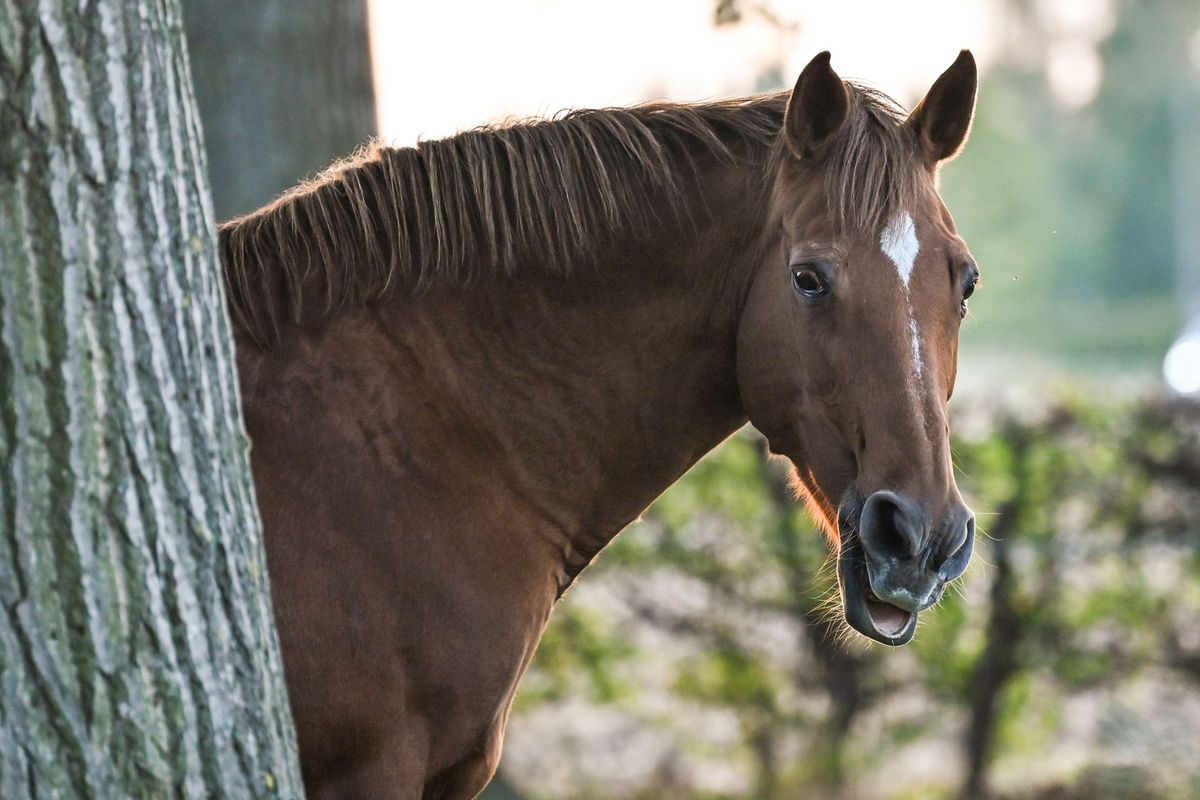 Εύβοια: Στα ίχνη του δράστη που βασάνισε και σκότωσε το άλογο