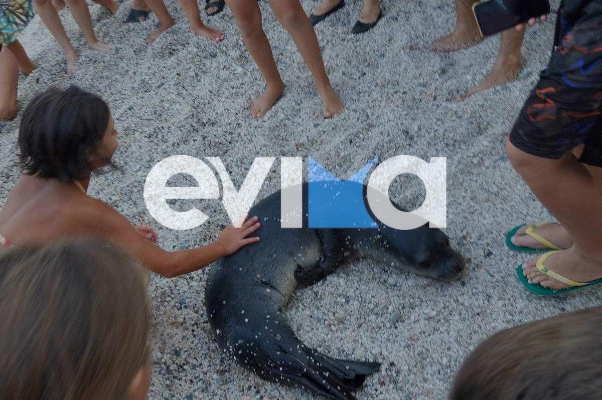 Viral η χαδιάρα φώκια στην Εύβοια: Εμφανίστηκε κι σε άλλη παραλία