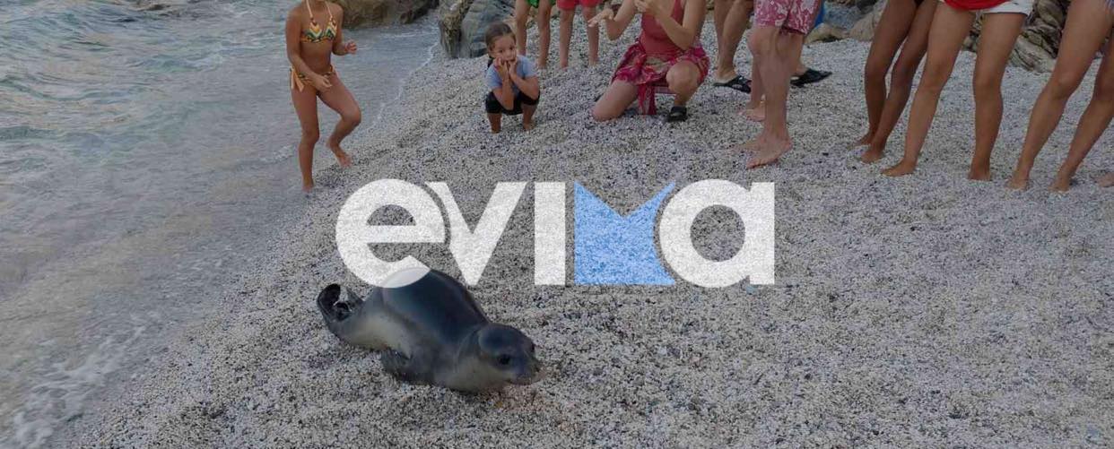 Μια χαριτωμένη φώκια βγήκε σε παραλία της Εύβοιας και τους τρέλανε όλους (pics)