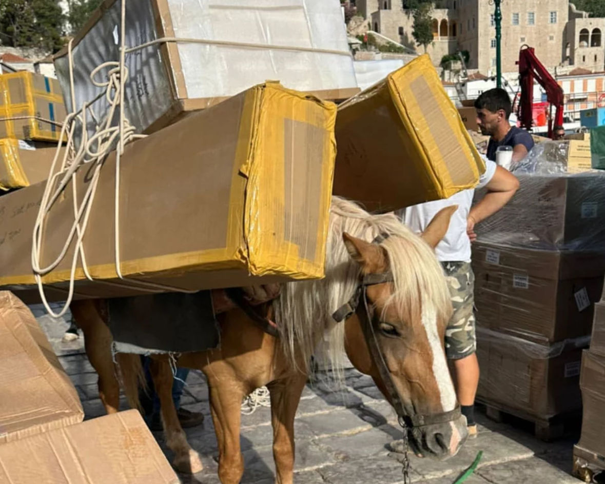 Οργή για την κακοποίηση γαϊδουριών στην Ύδρα – Σοκαριστικό βίντεο