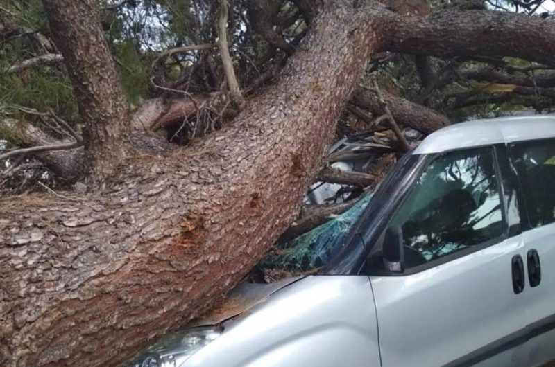 Εύβοια: Κορμός δέντρου έπεσε σε αυτοκίνητο στο Αγριοβοτάνι