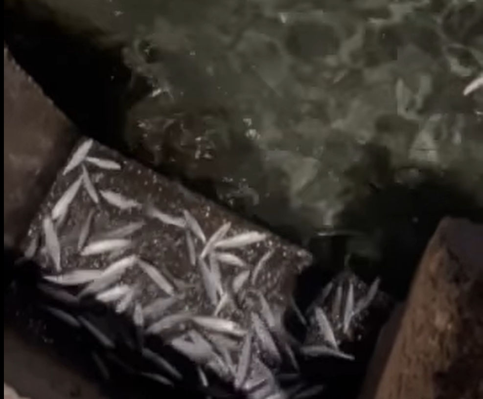 Εύβοια: Ψάρια πηδούσαν έξω από το νερό σε γνωστή παραλία (video)
