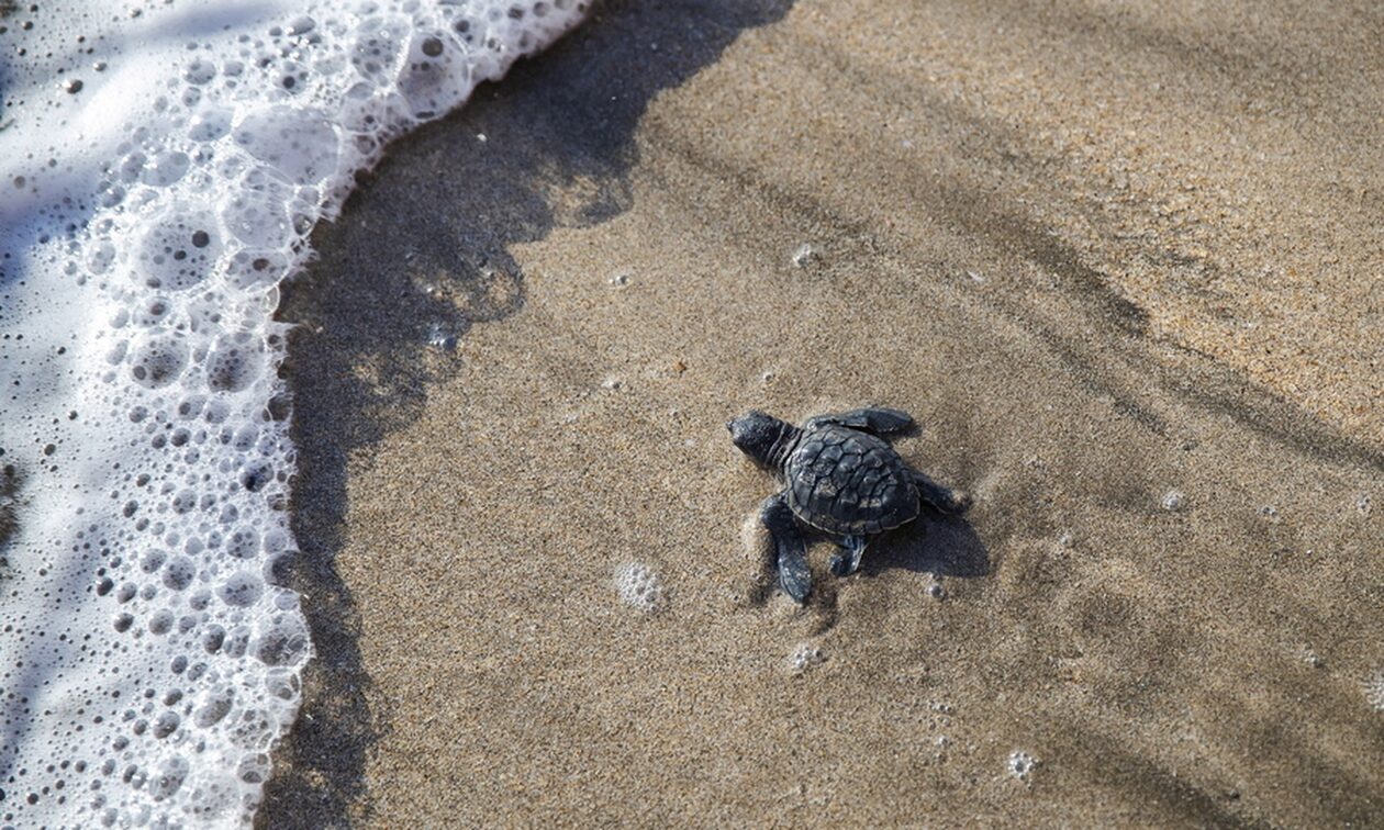 Ρεκόρ φωλιών χελώνας Καρέτα Καρέτα – Δείτε σε ποια περιοχή