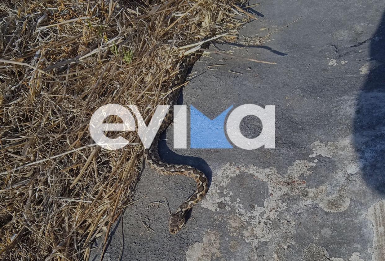 Εύβοια: Τρόμος για αγρότη από φίδι – Ήταν έτοιμο να του επιτεθεί