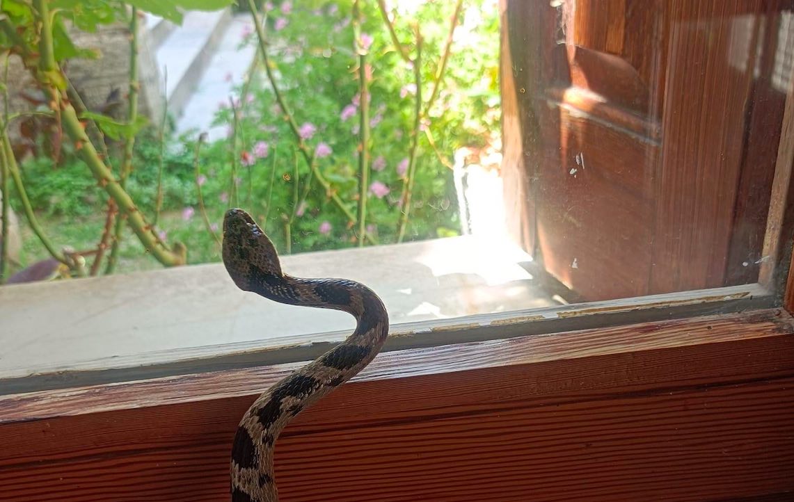 Φίδι «μπούκαρε» σε σπίτι στην Εύβοια