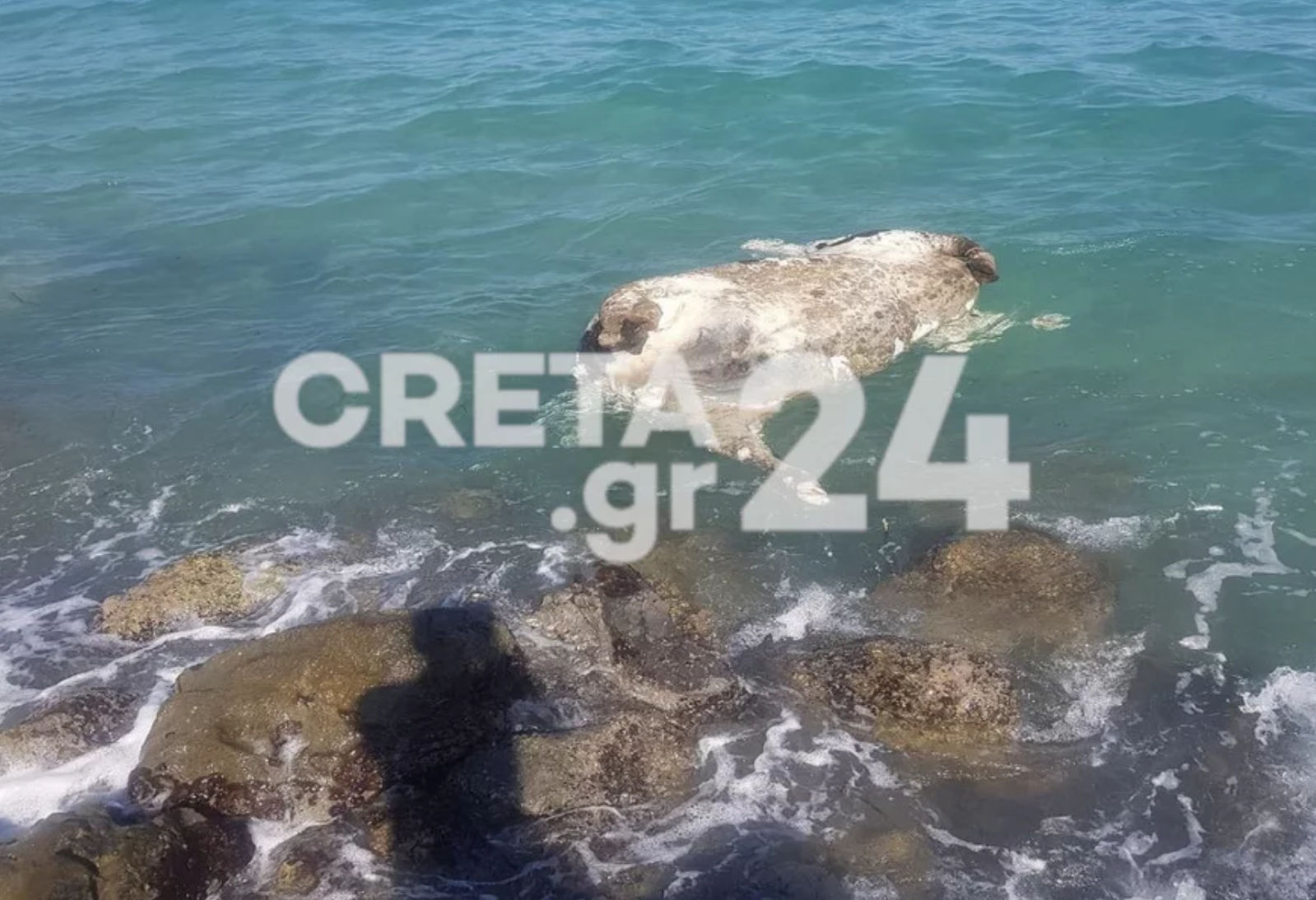 Μπροστά σε ένα μακάβριο θέαμα βρέθηκαν λουόμενοι – Νεκρή αγελάδα επέπλεε μέσα στη θάλασσα