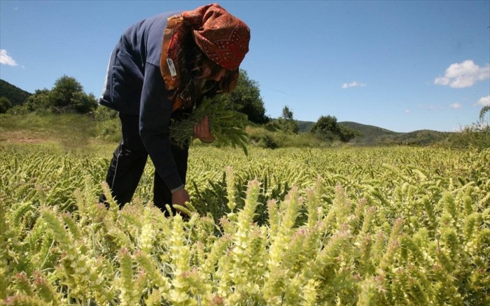 Έρχεται νέο επίδομα για τις αγρότισσες μητέρες