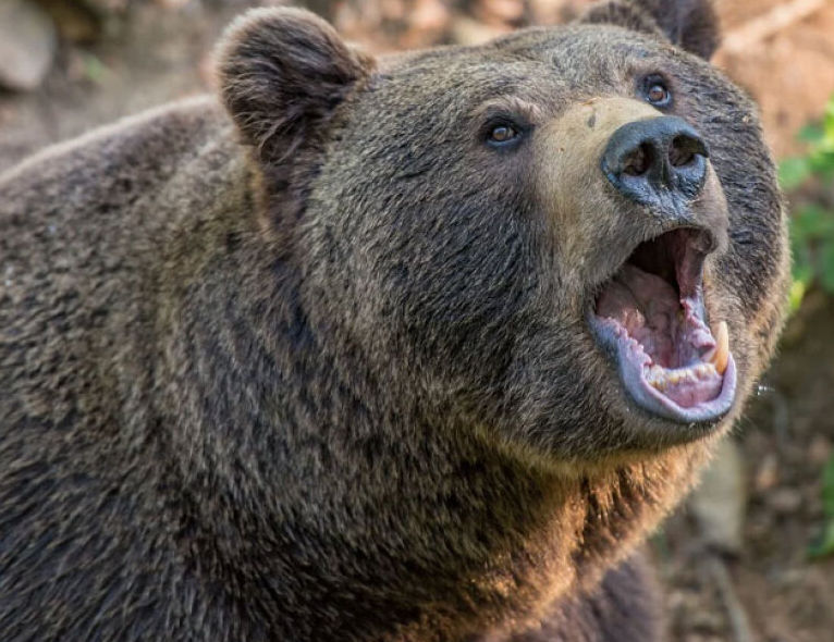 Φθιώτιδα: Άγρια επίθεση αρκούδας σε βοσκό – Του έσκισε το πρόσωπο