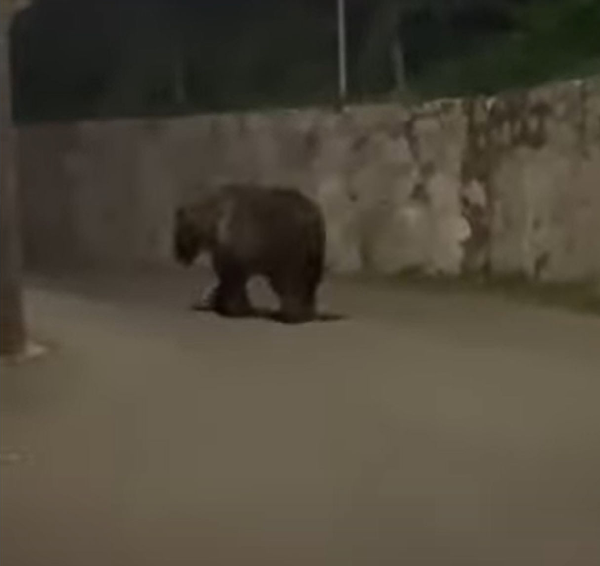 Αρκούδα κόβει βόλτες σε πλατεία ορεινού χωριού (video)