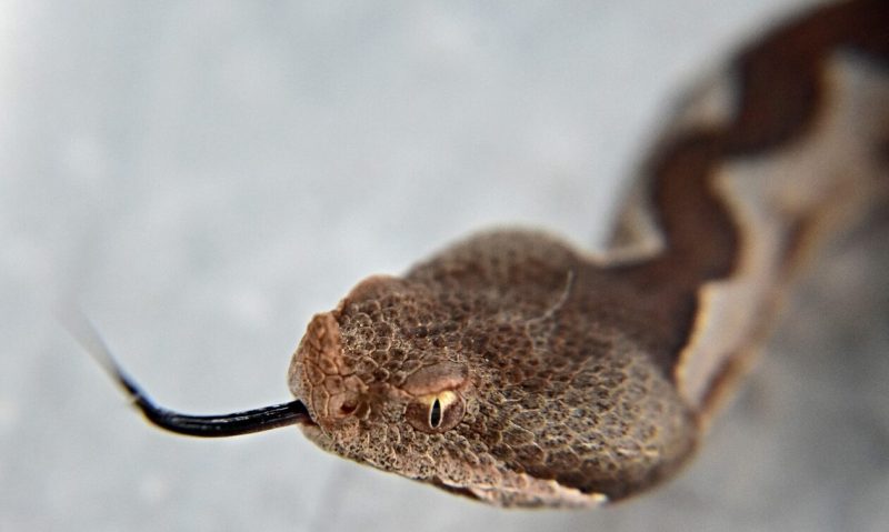 Φίδι σε χωράφι με ελιές στην Εύβοια – Τα σημεία που θα τρυπώσουν σε κτήματα αυτή την εποχή (Eικόνα)