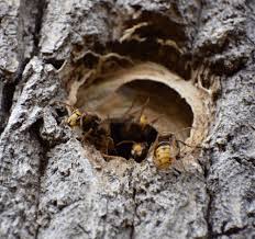 Απίστευτο βίντεο: Σμήνος μελισσών εξοντώνει σφήκα που σκότωσε μέλος της κυψέλης