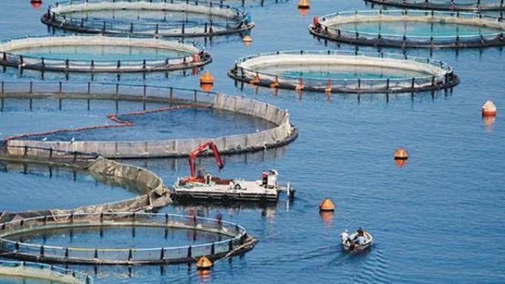 Εύβοια: Καταγγελία υπαλλήλων σε ιχθυοκαλλιέργειες για παρεμπόδιση απεργίας