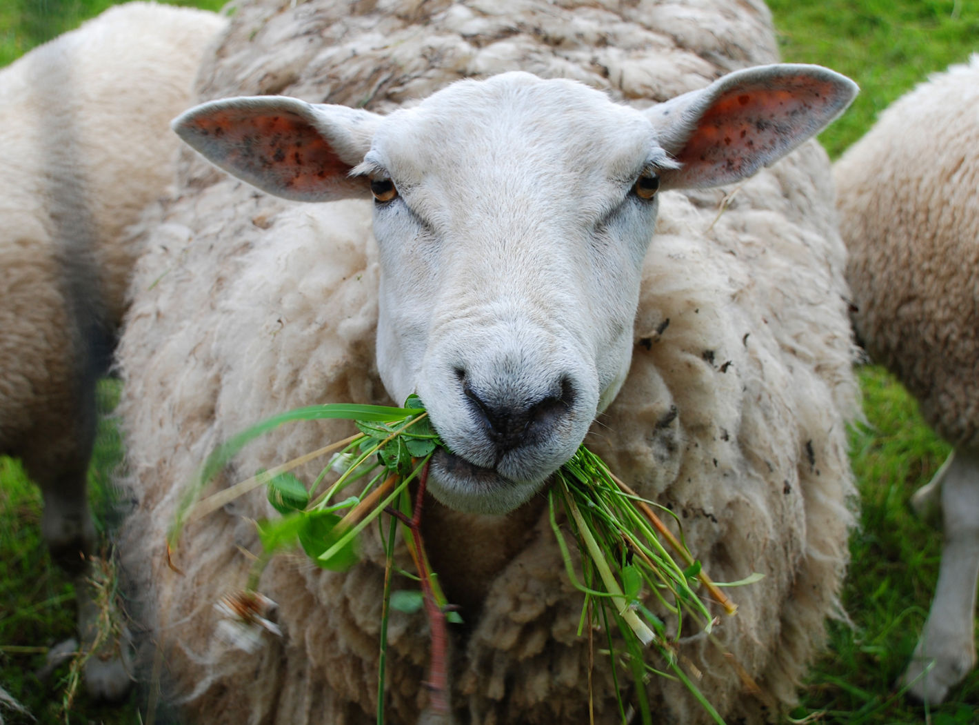 Βόλος: Πρόβατα έφαγαν 300 κιλά κάνναβη και πηδούσαν πιο ψηλά από τα κατσίκια