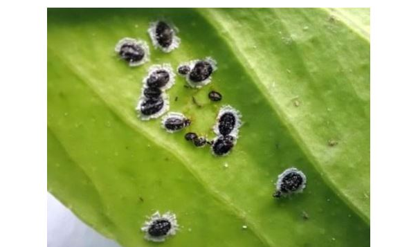 Συναγερμός- Εύβοια: Το επικίνδυνο έντομο, μαύρος ακανθώδης αλευρώδης, εντοπίστηκε σε κήπο