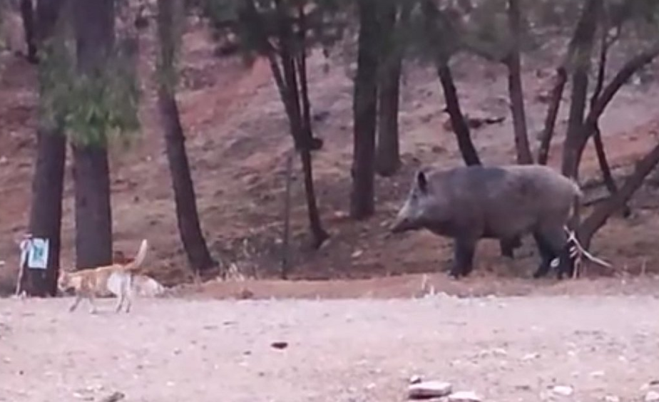 Αγριογούρουνο κόβει βόλτες μαζί με γάτες (vid)