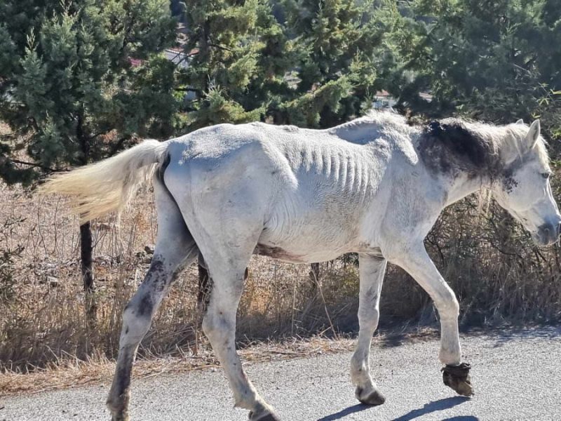 Ευθανασία στο αλογάκι που βρέθηκε σε άθλια κατάσταση- Είχε καρκινώματα παντού